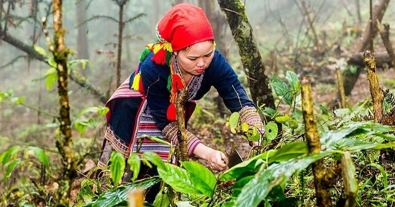 Người dân tộc Dao đỏ kết hợp những dược liệu này thành lá tắm độc đáo (Ảnh: Sưu tầm Internet)