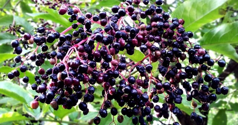 Có nhiều thảo dược quý trong lá tắm dân tộc Dao đỏ như cây chù dù, màng tang (Ảnh: Sưu tầm Internet)