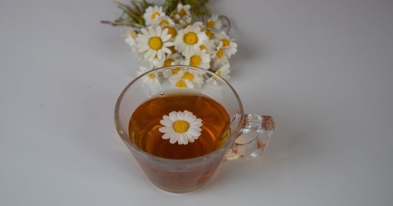 Trà hoa cúc có tác dụng an thần rất tốt (Ảnh: Sưu tầm Internet)