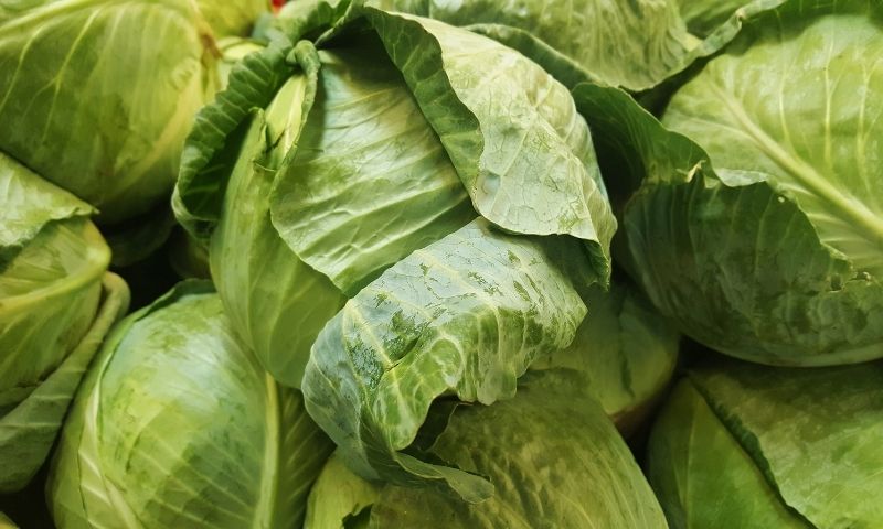 Bắp cải gây mất sữa ở mẹ sau sinh. (Nguồn: Internet)