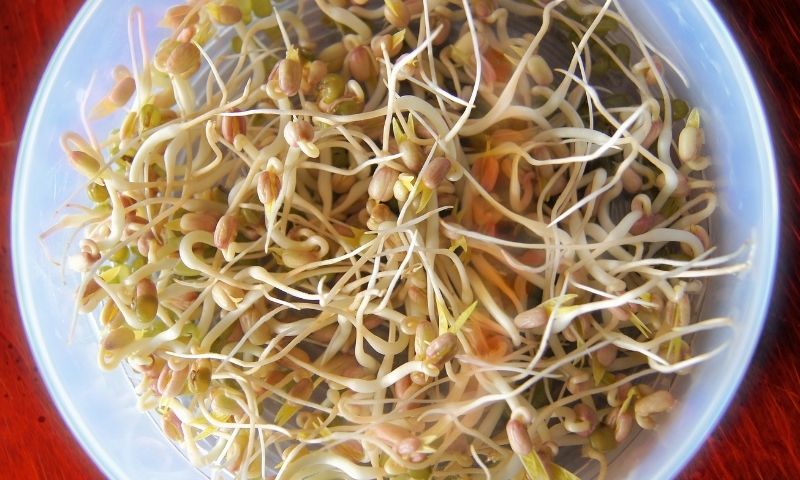Giá đỗ lành tính, cung cấp vitamin C giúp tăng sức đề kháng. (Nguồn: Internet)