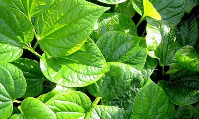 Lá lốt gây tắc sữa hoặc mất sữa hoàn toàn ở mẹ. (Nguồn: Internet)