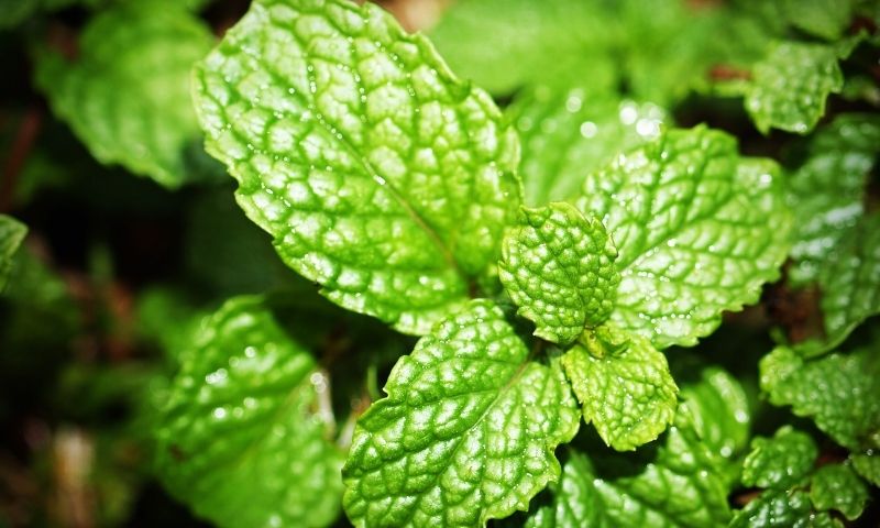 Ăn nhiều bạc hà khiến mẹ có nguy cơ bị mất sữa. (Nguồn: Internet)