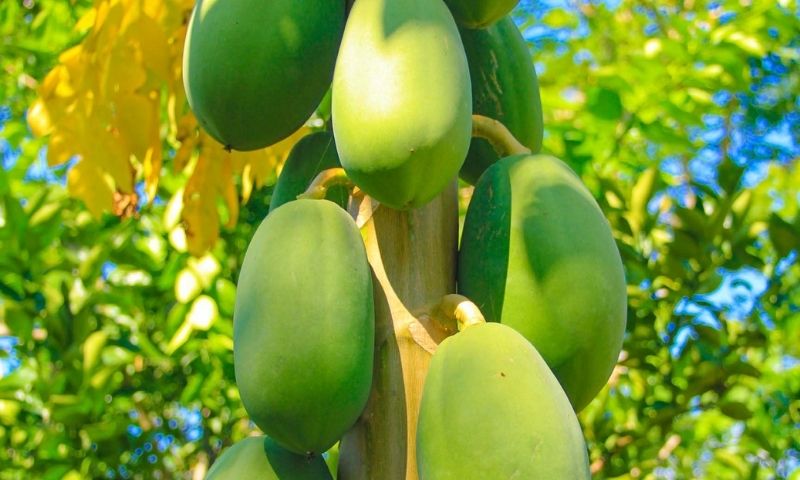 Đu đủ giúp kích thích ra sữa cho mẹ. (Nguồn: Internet)