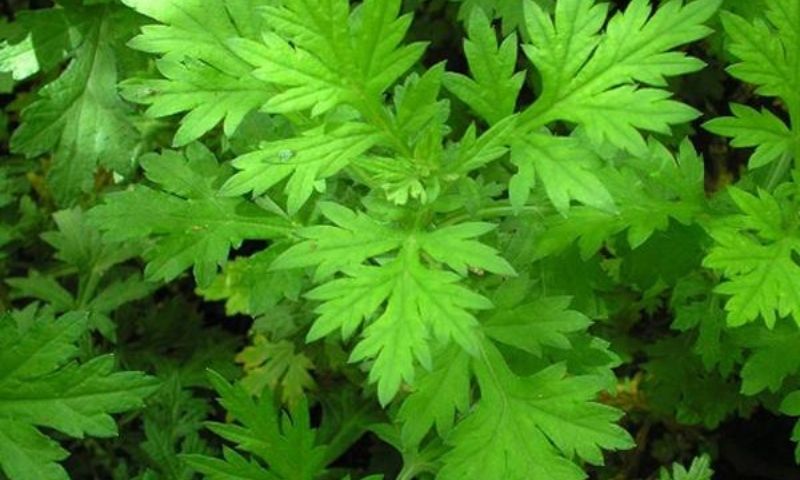 Ngải cứu là lựa chọn tuyệt vời cho các mẹ chưa biết ăn gì để nhanh hết sản dịch. (Nguồn: Internet)