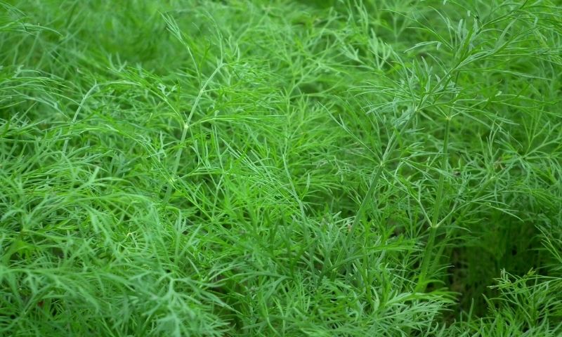 Rau thì là. (Ảnh: Nguồn Internet)