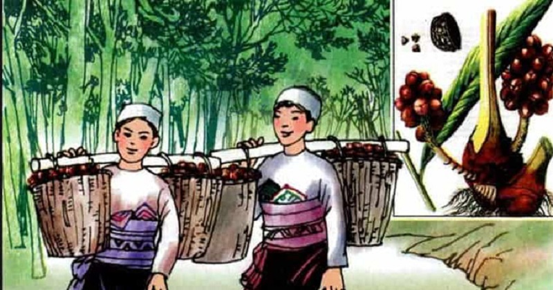 Minh họa bài đọc Mùa thảo quả. (Ảnh: SGK)