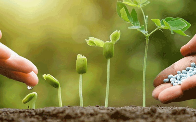 Kali nitrat ứng dụng nhiều trong sản xuất nông nghiệp. (Ảnh: Sưu tầm Internet)