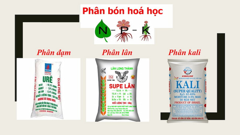 Các loại phân bón hóa học phổ biến nhất. (Ảnh: Sưu tầm Internet)
