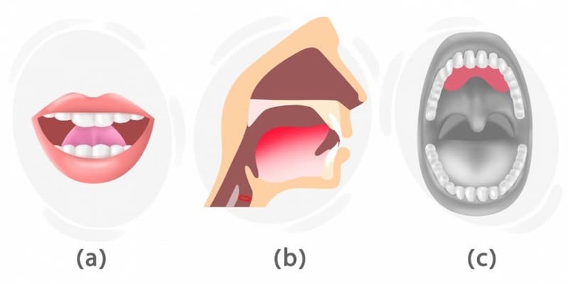 Cách phát âm chữ L trong 1 từ tiếng Anh. (Ảnh: Internet)