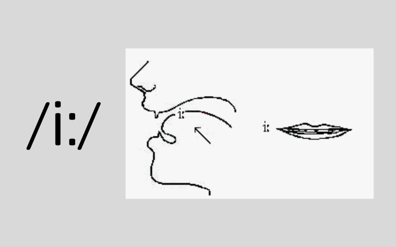 Cách phát âm âm /i:/ (Nguồn: Monkey)