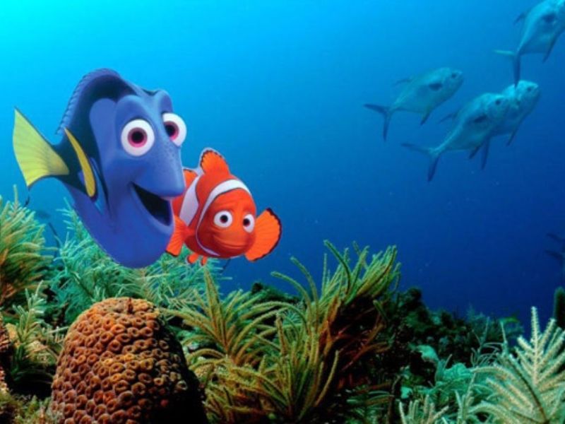 Xem phim Đi tìm Nemo. (Ảnh: Sưu tầm Internet)