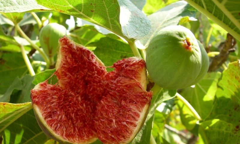 Quả sung giúp sữa mẹ về nhiều. (Nguồn: Internet)