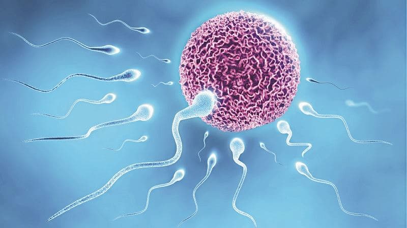 Có bầu rồi quan hệ có được xuất trong không. (Ảnh: Internet)