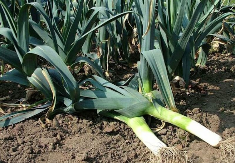 Tỏi tây chứa 2g chất xơ/ 100g nạp vào cơ thể, bên cạnh vitamin C và nhiều Folate (B9). (Ảnh: Sưu tầm Internet)