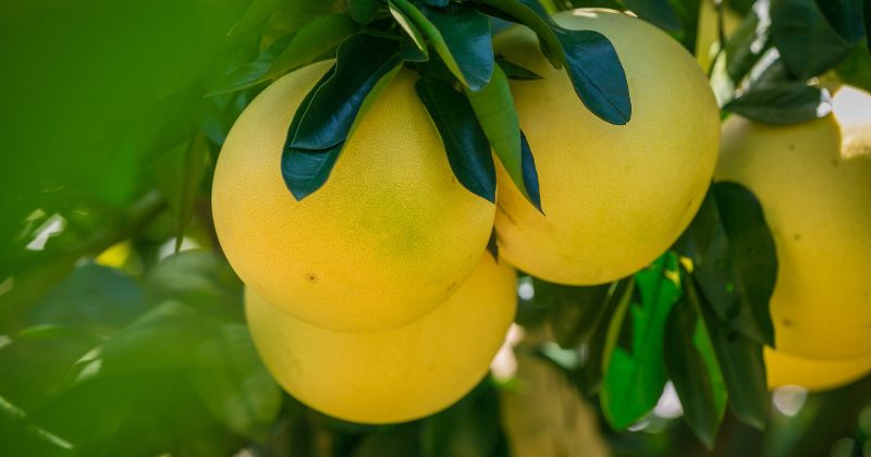 Gội đầu bằng thảo dược giúp tóc chắc khỏe, giảm gãy rụng. (Ảnh: Sưu tầm Internet)