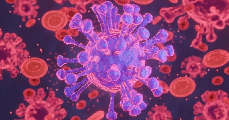 Tăng cường hệ miễn dịch cực kỳ tốt  (Ảnh: Sưu tầm Internet)