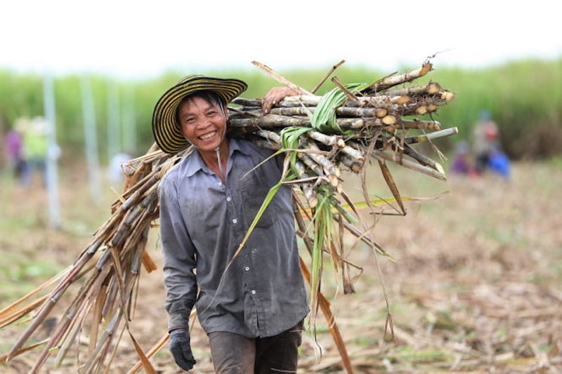 Thu hoạch mía. (Ảnh: Sưu tầm Internet)