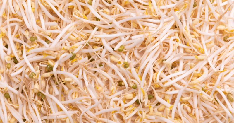 Các mẹ sau sinh 1 tháng nên ăn giá đỗ để giảm tình trạng táo bón (Ảnh: Sưu tầm Internet)