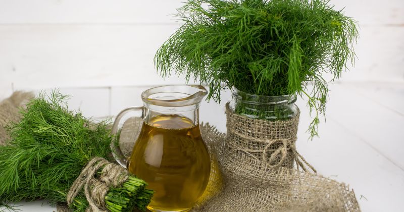 Mẹ sau sinh nên ăn thì là để thông tắc tia sữa (Ảnh: Sưu tầm Internet)