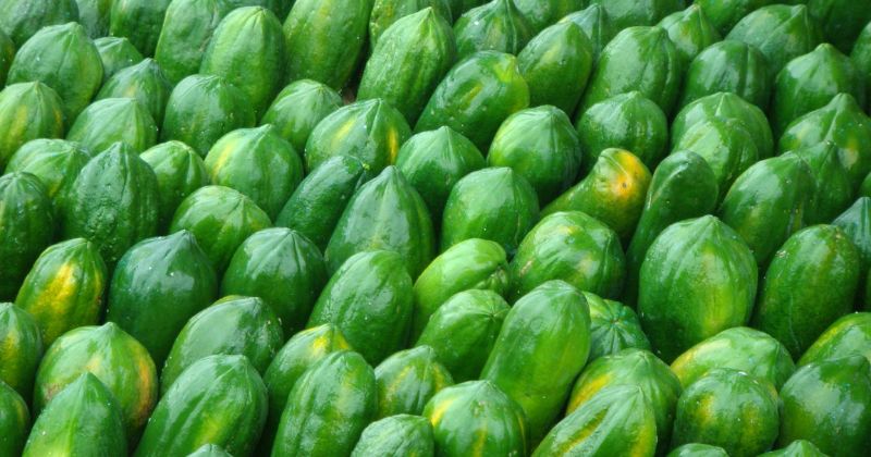 Ăn đu đủ xanh có tác dụng lợi sữa cho mẹ (Ảnh: Sưu tầm Internet)