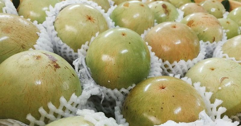 Vú sữa là loại quả giúp mẹ sau sinh 2 tháng có nhiều sữa (Ảnh: Sưu tầm Internet)