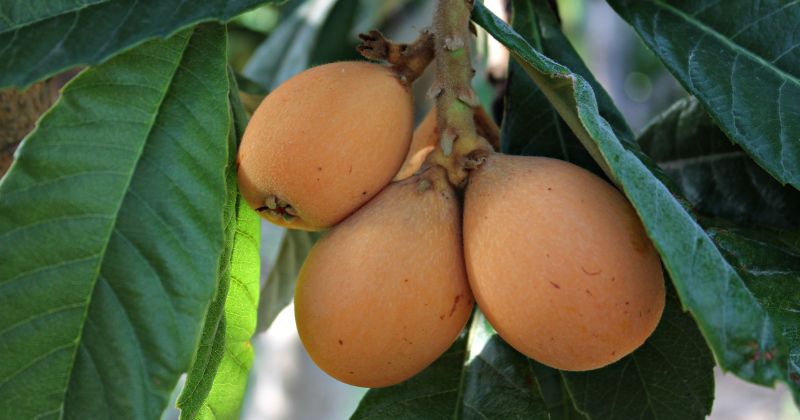 Quả sơn trà giúp phụ nữ sau sinh giảm cơn chán ăn ( Ảnh: Sưu tầm Internet)