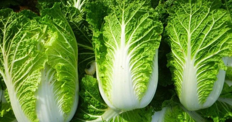 Ăn cải thảo cung cấp cho cơ thể nhiều vitamin quan trọng (Ảnh: Sưu tầm Internet)