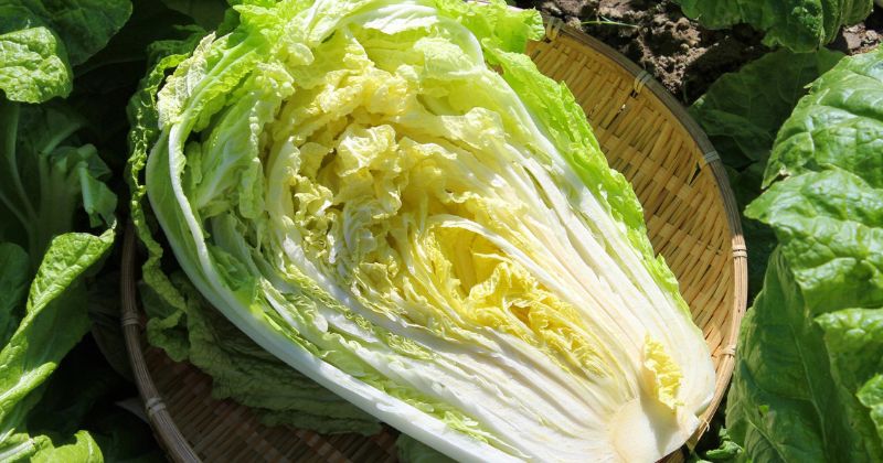 Cải thảo có tác dụng ngừa ung thư vượt trội (Ảnh: Sưu tầm Internet)
