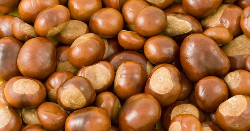 Những lưu ý khi ăn hạt dẻ sau sinh không thể bỏ qua (Ảnh: Sưu tầm Internet)