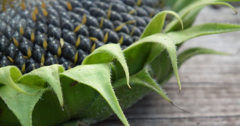 Mẹ sau sinh có thể ăn hạt hướng dương (Ảnh: Sưu tầm Internet)