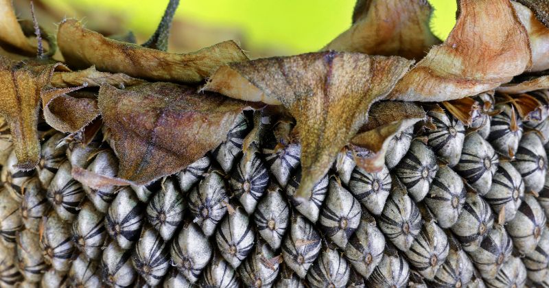 Hạt hướng dương giàu vitamin B tốt cho hệ thần kinh (Ảnh: Sưu tầm Internet)