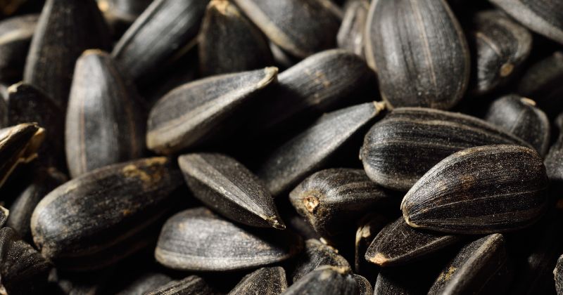 Mẹ không nên ăn hạt hướng dương để lâu, bị ẩm mốc (Ảnh: Sưu tầm Internet)