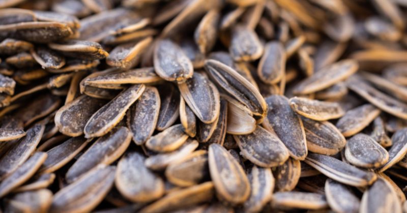 Ăn hạt hướng dương bị ẩm mốc có thể gây ung thư (Ảnh: Sưu tầm Internet)