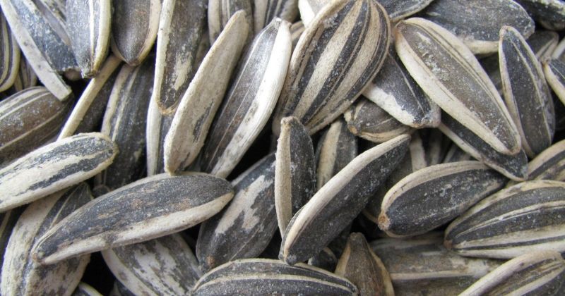 Thành phần dinh dưỡng có trong hạt hướng dương (Ảnh: Sưu tầm Internet)