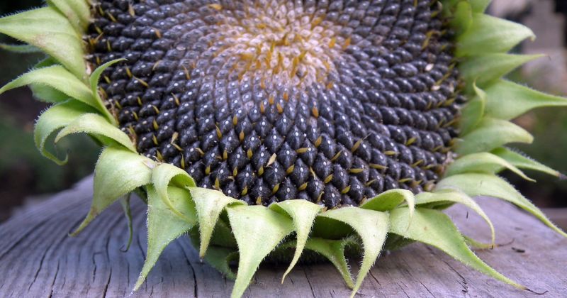 Hạt hướng dương có tác dụng kích thích mọc tóc (Ảnh: Sưu tầm Internet)