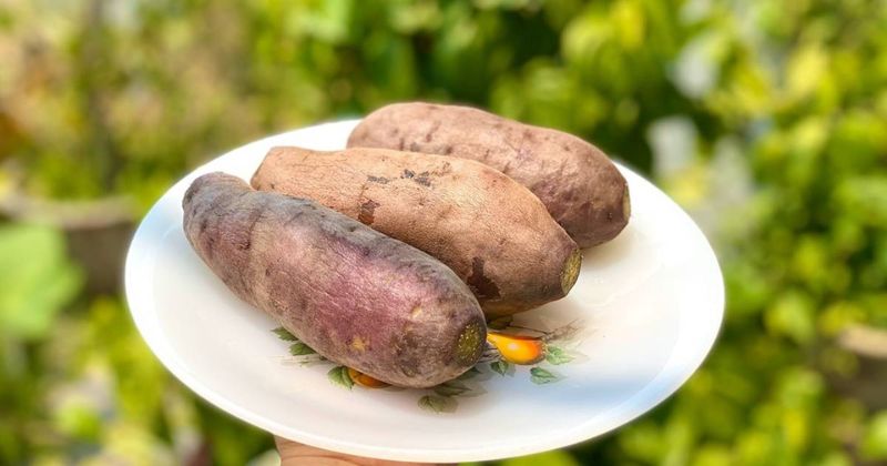 Khoai lang luộc là món ăn rất thơm ngon, dễ làm (Ảnh: Sưu tầm Internet)