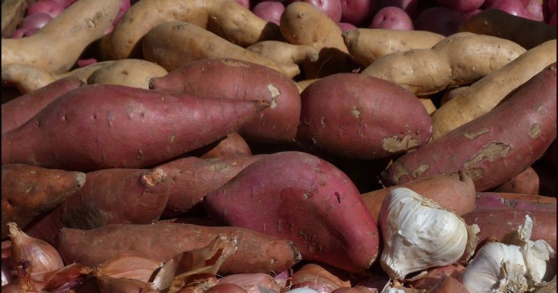 Khoai lang giàu chất xơ giúp ngừa táo bón hiệu quả (Ảnh: Sưu tầm Internet)