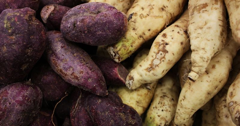 Mẹ sinh mổ ăn khoai lang giúp vết mổ nhanh liền hơn (Ảnh: Sưu tầm Internet)