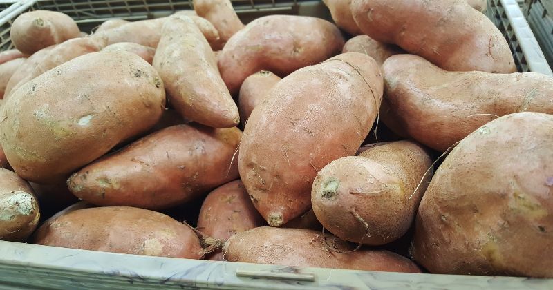 Ăn khoai lang giúp giảm cân sau sinh (Ảnh: Sưu tầm Internet)