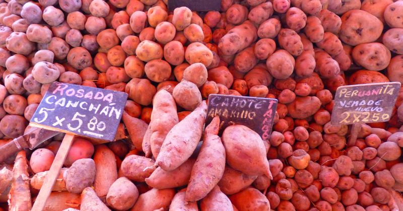 Khoai lang giàu vitamin A, E tốt cho da (Ảnh: Sưu tầm Internet)