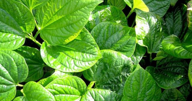 Bà bầu sau sinh ăn lá lốt có tốt không (Ảnh: Sưu tầm Internet)