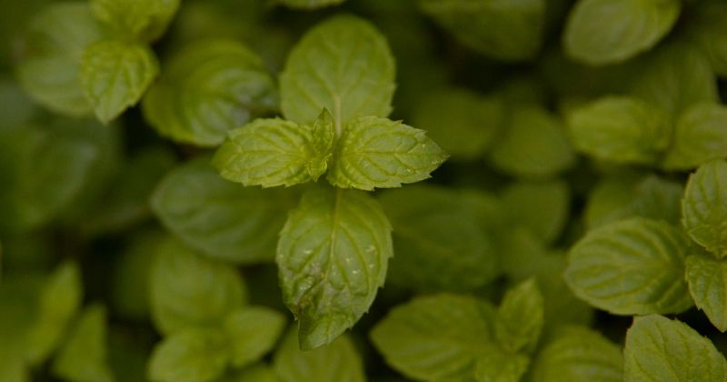 Mẹ sau sinh ăn lá bạc hà có thể khiến sữa bị giảm đi đáng kể ( Ảnh: Sưu tầm Internet)