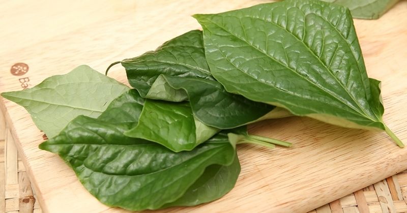 Giải đáp thắc mắc: Sau sinh ăn lá lốt được không? (Ảnh: Sưu tầm Internet)