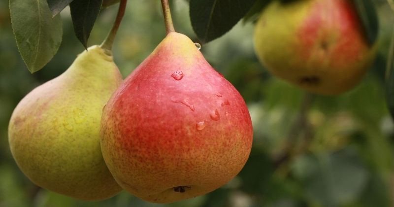 Canxi trong quả lê tốt cho sức khỏe xương (Ảnh: Sưu tầm Internet)