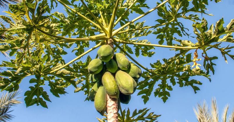 Ăn đu đủ xanh để lợi sữa sau sinh (Ảnh: Sưu tầm Internet)