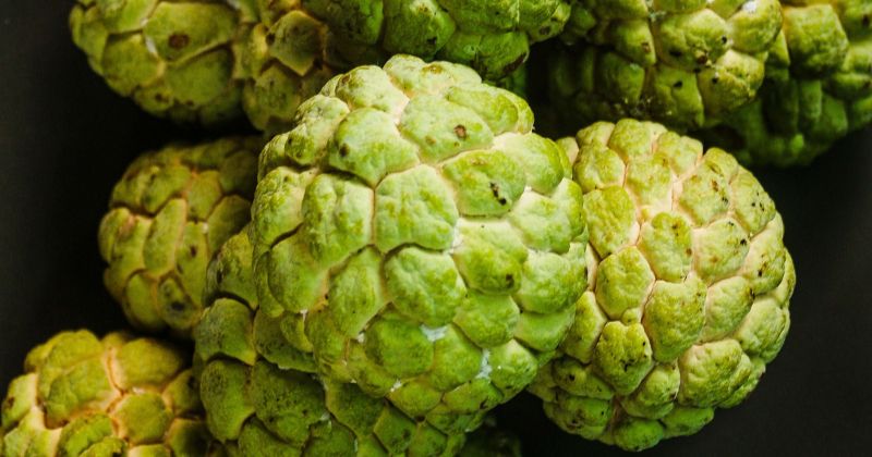 Ăn na có tác dụng lợi sữa, giúp nguồn sữa chất lượng hơn (Ảnh: Sưu tầm Internet)