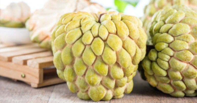 Ăn na có tác dụng lợi sữa cho mẹ sau sinh (Ảnh: Sưu tầm Internet)