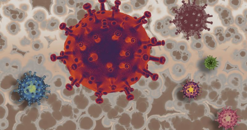 Ăn nho sau khi sinh giúp tăng cường hệ miễn dịch cho cơ thể (Ảnh: Sưu tầm Internet)