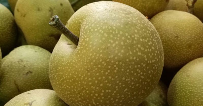 Quả mắc cọp có tính mát và giàu dinh dưỡng (Ảnh: Sưu tầm Internet)